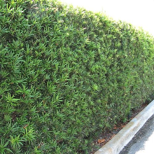 podocarpus hedge