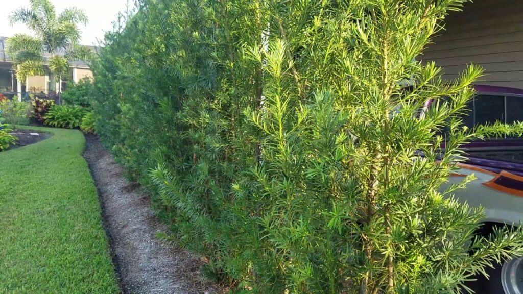 podocarpus hedge